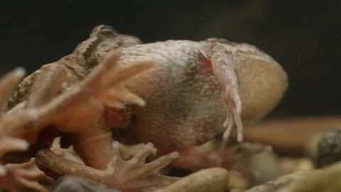 Tailed Frog (Ascaphus) Stock Footage 246081786
