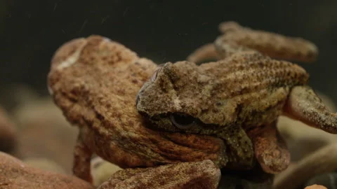 Tailed Frog (Ascaphus) Stock Footage 246082071