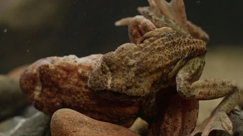 Tailed Frog (Ascaphus) Stock Footage 246082074