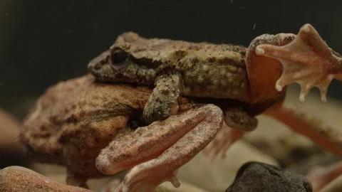 Tailed Frog (Ascaphus) Stock Footage 246082205