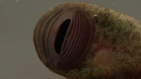 Tailed Frog Tadpole (Ascaphus) Stock Footage 246080846