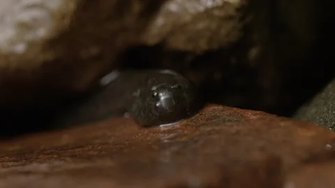 Tailed Frog Tadpole (Ascaphus) Stock Footage 246081985