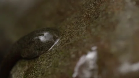 Tailed Frog Tadpole (Ascaphus) Stock Footage 246082183