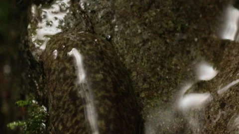 Tailed Frog Tadpole (Ascaphus) Stock Footage 246082331