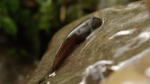 Tailed Frog Tadpole (Ascaphus) Stock Footage 246082362