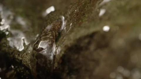 Tailed Frog Tadpole (Ascaphus) Stock Footage 246082463