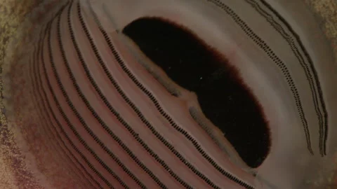 Tailed Frog - tadpole stage (Ascaphus) Stock Footage 246080902