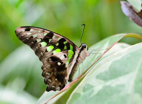 Tailed jay butterfly Foto stock