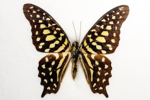 Tailed Jay Butterfly Stock Photos