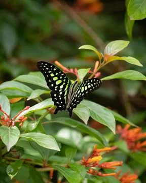 Tailed jay feeding Stock Photos
