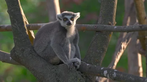 Tailed lemur sitting on tree branch looking around in soft natural sunlight Stock Footage 328534110