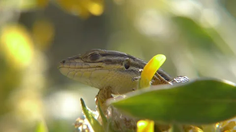 Tailed lizard sleeping in the sun Stock Footage 38266729