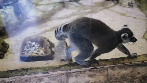 A tailed monkey walks back and forth inside the cage. She's obviously excited. Stock Footage 335630089