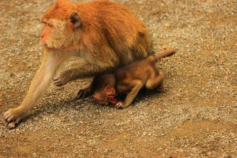 Tailed thieves Stock Photos