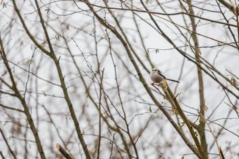 A tailed tit sits  in a bare tree during winter Stock Photos