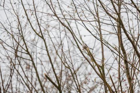 A tailed tit sits  in a bare tree during winter Stockfoto's