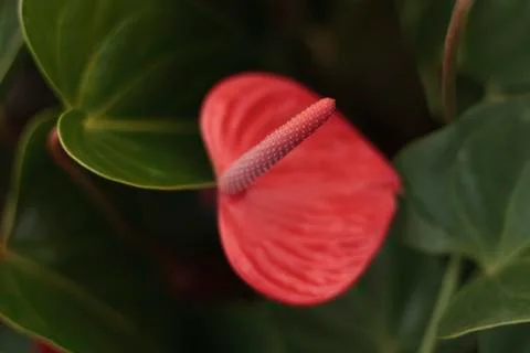 Tailflower Stock Photos