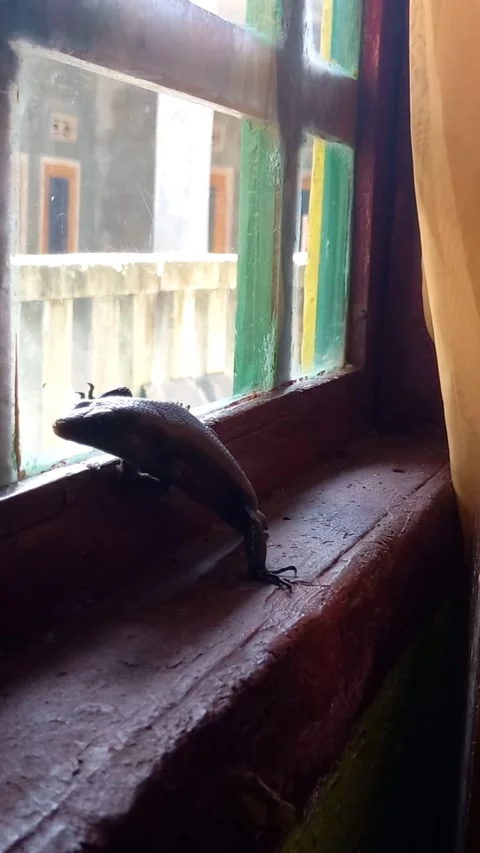 Tailless Lizard Resting on Window Ledge with Tiny Insect Stock Footage 321931602