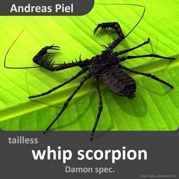 Tailless whip scorpion 3D Model