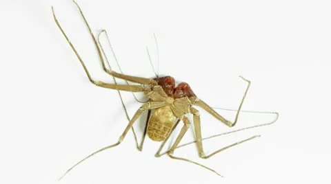 Tailless Whip Scorpion Stock Videos – Royalty-Free HD & 4K Videos