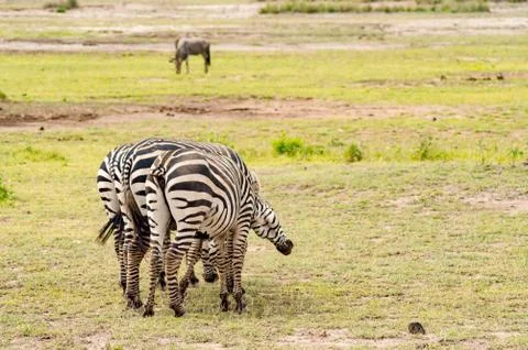 Tailless zebra scratching on the back Stock Photos