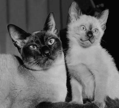 Tailong Patchouli A Siamese Cat And Her Kitten Both To Be Exhibited At The Natio Foto stock