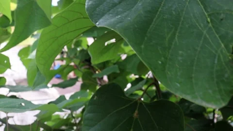 Tailor Bird Nest Stock Footage 158209513