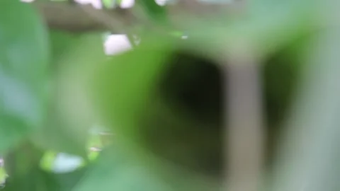 Tailor Bird Nest Stock Footage 158214250