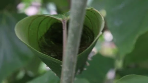 Tailor Bird Nest Stock Footage 158215097