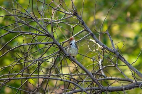 Tailor bird on tree branch Stock Photos