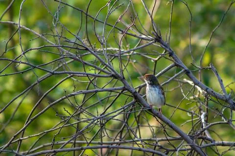 Tailor bird on tree branch Stock Photos