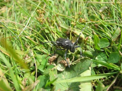 Tailor Bug Stock Photos