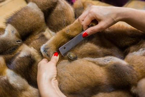 Tailor combing fur coat Stock Photos