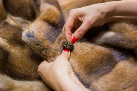 Tailor sewing button of fur coat Stock Photos