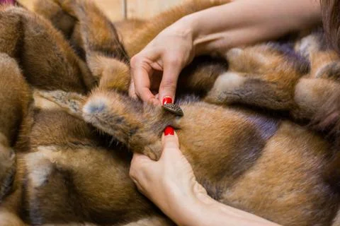 Tailor sewing button of fur coat Foto stock