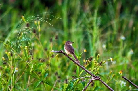 Tailorbird Stock Photos