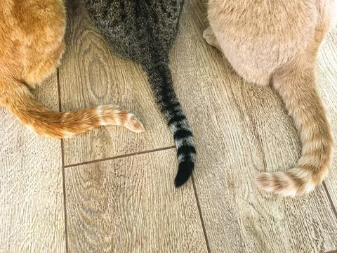 Tails and backs of three different cats Stock Photos