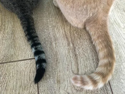 Tails and backs of two different cats Stock Photos