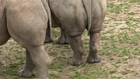 Tails and hind torso of two African rhinos. Stock Footage 199597077