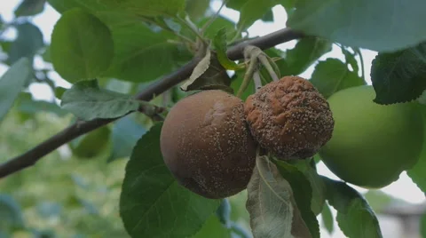 Tainted apples on branch Stock Footage 58602390