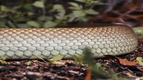 Taipan Skin Pattern Stock Footage 244687518