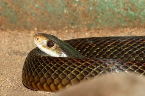 Taipan Snake Stock Photos