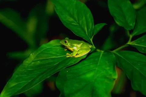 Taipei Tree Frog on a Leaf. Stock Photos