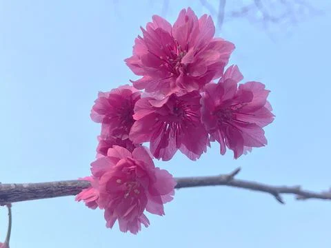 Taiwan Cherry Stock Photos