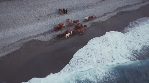 Taiwan - Cows on the beach. Aerial fly over shot. Stock Footage
