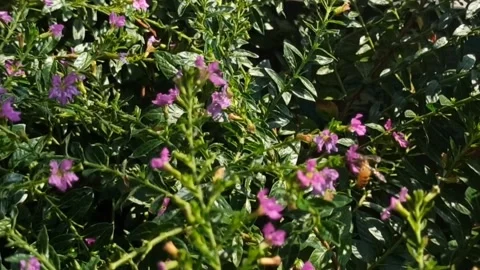 The taiwan flower Stock Footage 244109444