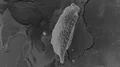 Taiwan - hub of the world. Grayscale 4k or 4k+ Resolution