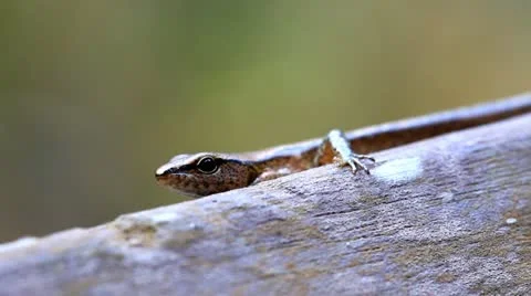 Taiwan lizard looks cautiously at the camera. Stock Footage 10812810