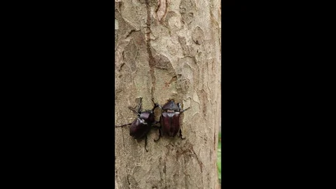 Taiwan Rhinoceros Beetles  Behavior 4K Macro Stock Footage 339315565