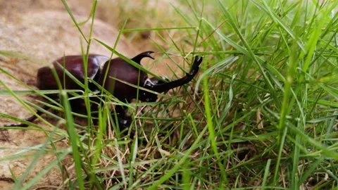 Taiwan Rhinoceros Beetles  Behavior 4K Macro Stock Footage 339316009